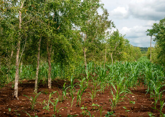 Fototapeta na wymiar Cajuput trees (Melaleuca cajuputi) and young corn plants growing on the dry land