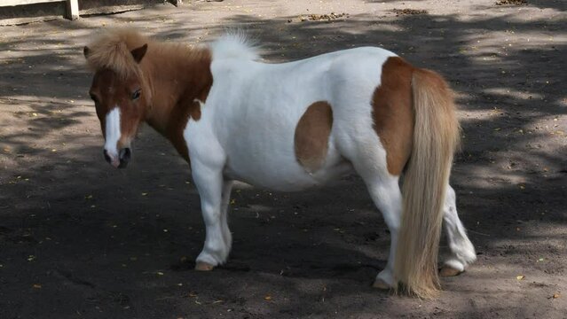Shetland pony, a Scottish breed of pony from Shetland Islands, Scotland