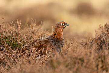 Red Grouse, Scientific name: Lagopus Lagopus.  Close up of a Red Grouse male or cock bird, with red eyebrow, facing right on moorland in Winter.   Space for copy.  Horizontal.