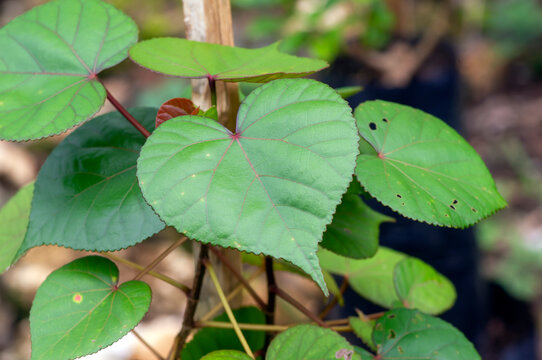 Daun Waru, Hibiscus tiliaceus or sea hibiscus green leaves, heart shape leaves of Bonsai tree