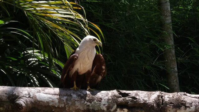 The African fish eagle (Icthyophaga vocifer) or the African sea eagle