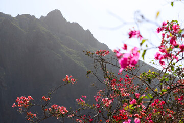Beautiful scenery in Masca village on Tenerife. Pink tree blossoms and green tropic mountains background.
