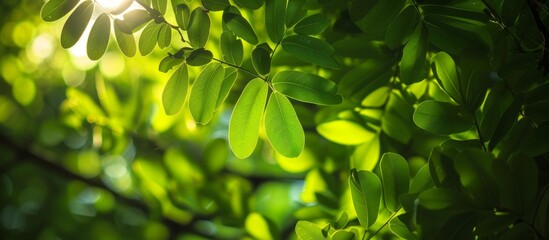 Detailed close up of vibrant green deciduous tree with lush leaves in sunlight