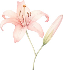 watercolor illustration lily flower and green leaves on transparent background. Florist bouquet. Easter lilies, International Women's Day, Mother's Day, wedding flowers.