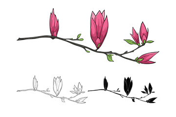 Blooming magnolia on branch, Vector illustration