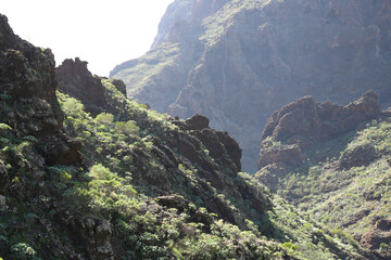 Beautiful scenery around Masca village on Tenerife. Green tropic mountains with palms