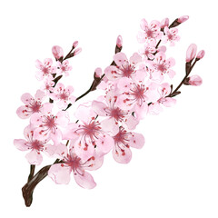 Blooming sakura branch. Traditional Japanese holiday Hanami. Watercolor hand drawn illustration isolated on white background
