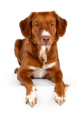 Golden brown with white dog, laying down facing front with paws over egde, looking to camera, isolated on a white background