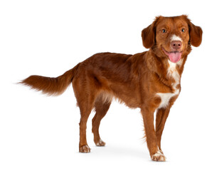 Golden brown with white dog, standing side turned tongue out, looking to camera, isolated on a white background