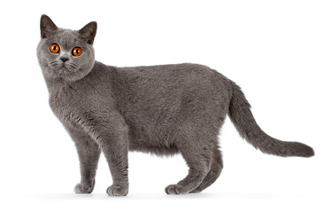Blue british shorthair with very orange eyes, standing side ways, looking to camera, isolated on a...