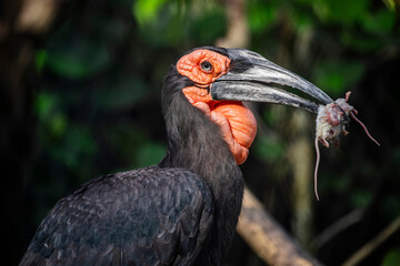 The southern ground hornbill (Bucorvus leadbeateri) with white mouse in beak. It is found solely within Africa, and is the largest species in the hornbill order worldwide.  © Danny Ye