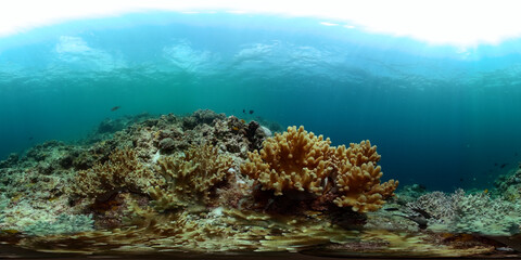 Beautiful underwater scene and hard coral reef with fishes. Undersea world. 360-Degree view.
