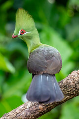 The Guinea turaco (Tauraco persa) is a group of African otidimorph birds.  Often inconspicuous in the treetops