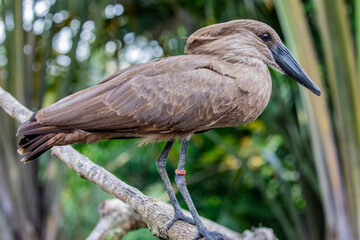 The hamerkop is a medium-sized wading bird with brown plumage. The shape of its head with a long bill and crest at the back is reminiscent of a hammer. It is found in Africa, Madagascar and Arabia