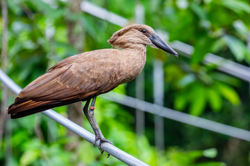 The hamerkop is a medium-sized wading bird with brown plumage. The shape of its head with a long...