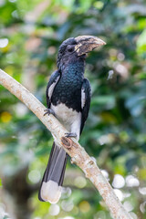 The piping hornbill (Bycanistes fistulator) is a bird in the hornbill family. This black-and-white species is found in humid forest and second growth in Central and West Africa. 