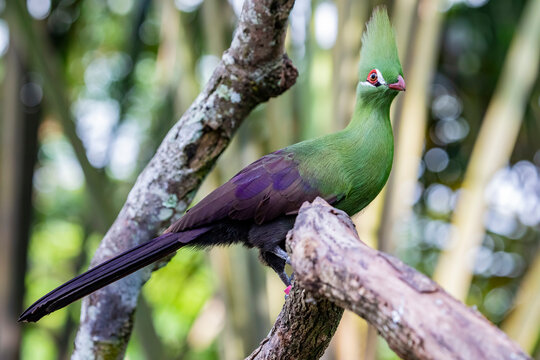 The Guinea turaco (Tauraco persa) is a group of African otidimorph birds.  Often inconspicuous in the treetops