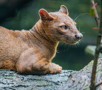 The fossa (Cryptoprocta ferox) is resting on the tree. 
A cat-like,  the largest mammalian carnivore on the island of Madagascar.