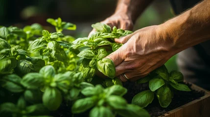 Poster Close-up of hands harvesting aromatic herbs, like basil and mint, in a kitchen garden, capturing the sensory delight of herb gardening.  © Sladjana