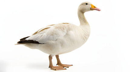 Goose on white background
