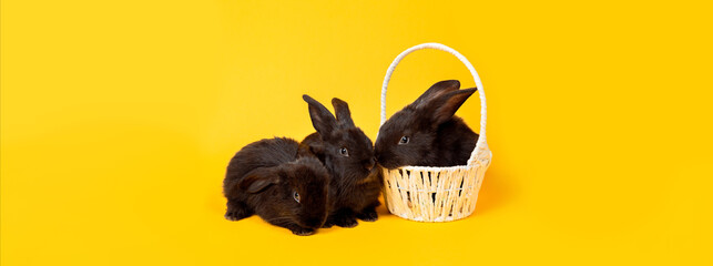 Easter bunnies. Happy holiday greeting card. Three little black rabbits looking at camera sits in...