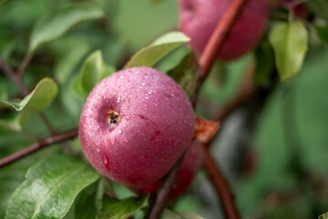 Ripe Apples in the Apple Orchard before Harvesting. Big Red delicious Apples Hanging from Tree...