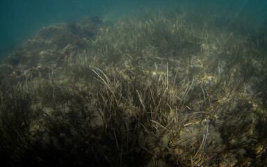 Fototapeta na wymiar Beautiful sea grass view underwater.