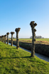 A row of pruned pollard willows in early spring  in a sunny agricultural landscape in Friesland The...