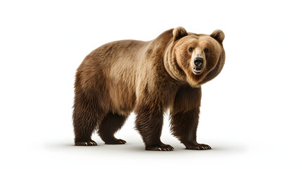 Grizzly bear on white background - obrazy, fototapety, plakaty