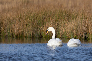 A pair of beautifully sunlit Mute swan (Cygnus olor) gliding along blue water at a reedbed habitat...