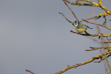 Sunlit adult Blue Tit (Cyanistes caeruleus) posed on a branch in British countryside in Winter against an atmospheric blue grey sky. Yorkshire, UK