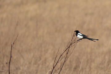 A lone magpie (Pica pica) perches on a grassland plant in February Yorkshire, UK
