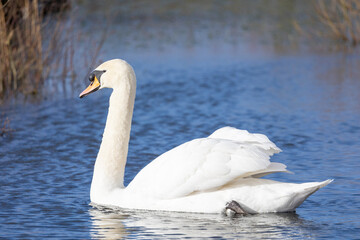 Beautifully sunlit Mute swan (Cygnus olor) gliding along blue water at a reedbed habitat in...
