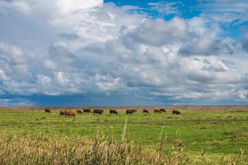 Rinder auf einer Weide hinter dem Deich an der Nordseeküste in Nordfriesland Spaziergänger auf dem Deich