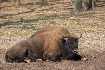 Stout male bison, European bison resting on a meadow, the best photo. Animal power and dominance