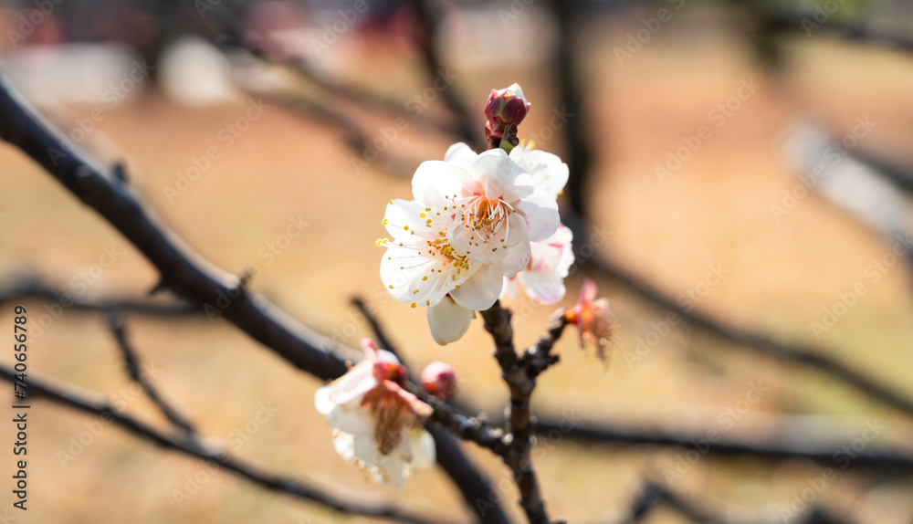 Poster Fresh beautiful white plum flower blossom.