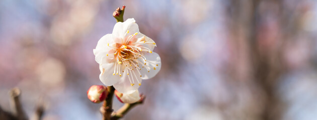 Fresh beautiful white plum flower blossom.