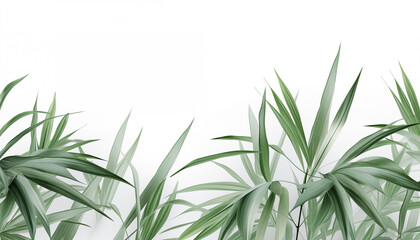 Bamboo Palm leaves isolated, white background
