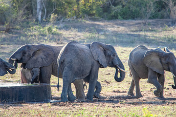 African bush elephant. Arabuko Sokoke National Park, Kenya.