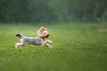 Energetic Yorkshire Terrier in mid-run, focused and playful. A nimble dashes through a field,...