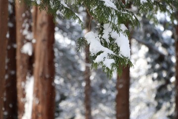 雪の積もった松の木