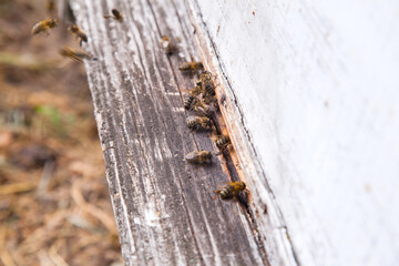 Swarming bees at the entrance of white beehive in apiary..