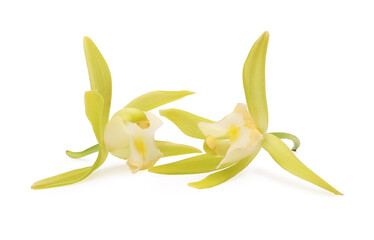 Yellow vanilla orchid flowers isolated on white