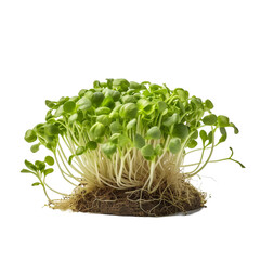 Nutritious food ingredient broccoli sprouts isolated on transparent background