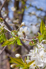 Honeybee on white flower of cherry tree collecting pollen and nectar to make sweet honey with medicinal benefits..