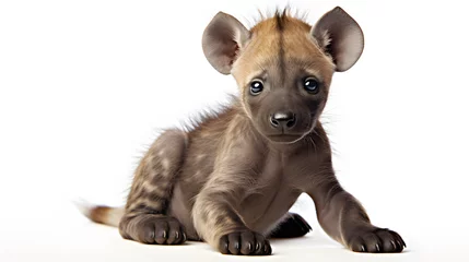 Poster Hyena pup on white background © Oleksandr