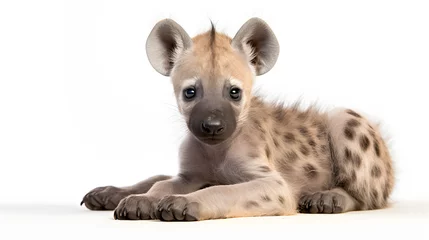 Photo sur Plexiglas Hyène Hyena pup on white background