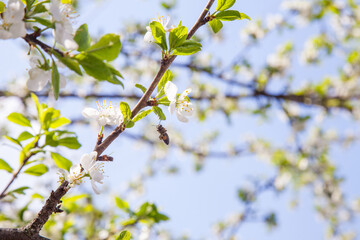 Honeybee on white flower of apple tree collecting pollen and nectar to make sweet honey with medicinal benefits..