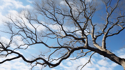 An abstract of bare oak tree branches.