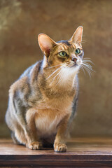 Porträt eines erwachsenen Abessinier Kater